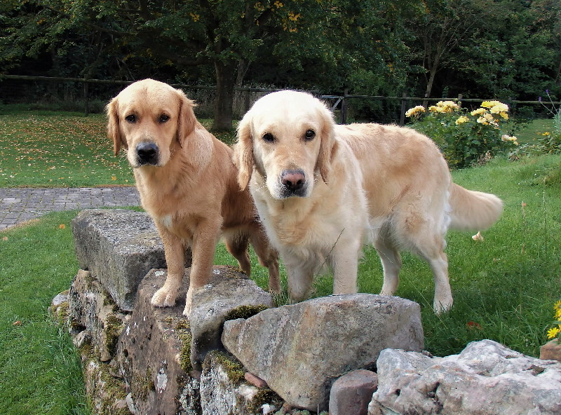 Hundezucht Golden Retriever Gisela Und J Rgen Werner Goldens Vom