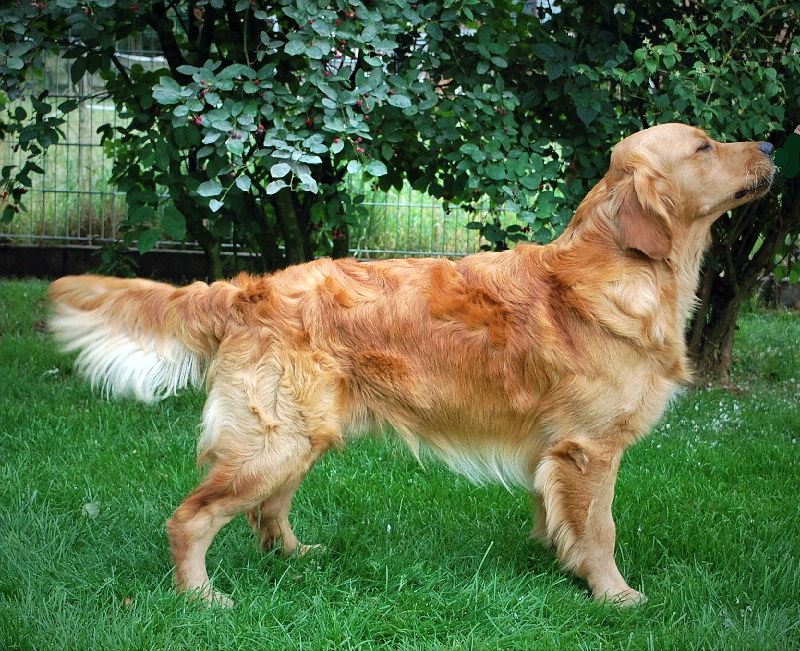 Hundezucht Golden Retriever Gisela Und J Rgen Werner Goldens Vom