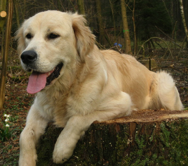 Hundezucht Golden Retriever Gisela und Jürgen Werner Goldens vom